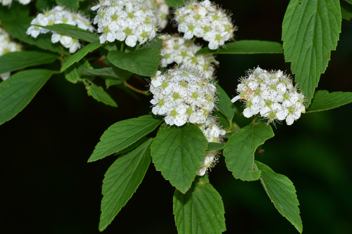Spiraea chinensis