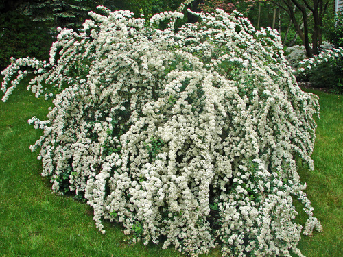 Spiraea prunifolia (Plum-leaved Spiraea) — photo