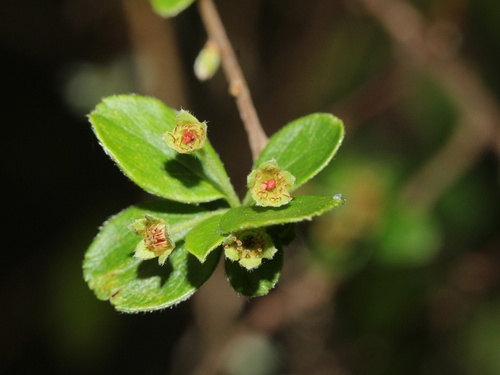 Spiraea prunifolia (Plum-leaved Spiraea) — photo