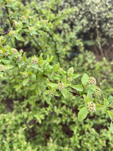 Spiraea pubescens (Shegebur) — photo