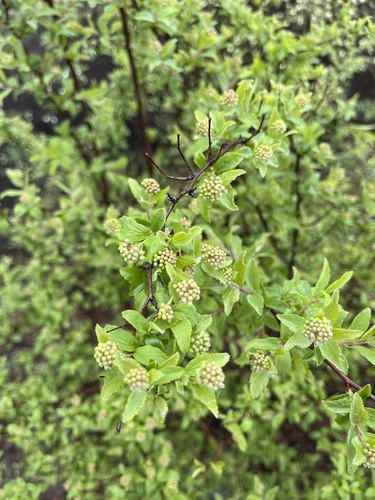 Spiraea pubescens (Shegebur) — photo