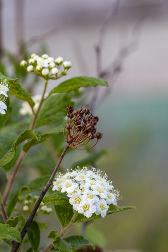 Spiraea pubescens