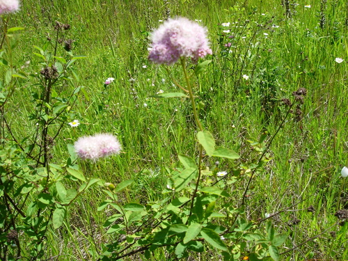 Spiraea pyramidata (Pyramid spiraea) — photo
