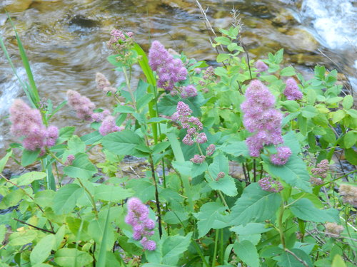 Spiraea pyramidata (Pyramid spiraea) — photo