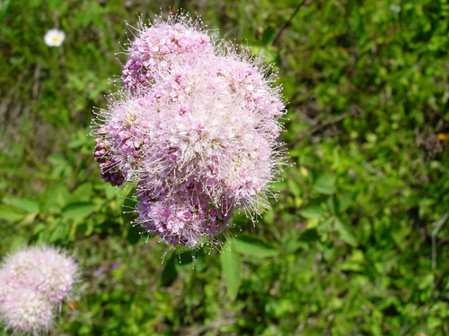 Spiraea pyramidata