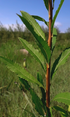Spiraea salicifolia (Bridewort) — photo