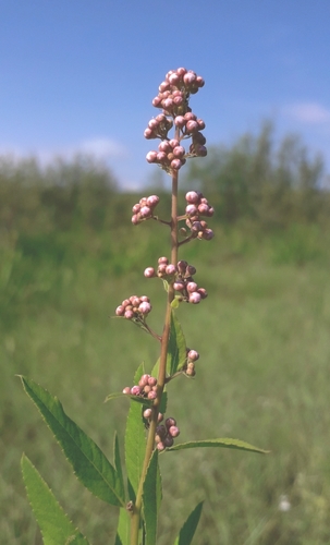 Spiraea salicifolia (Bridewort) — photo