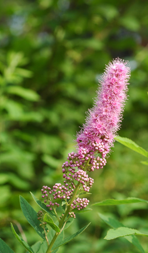 Spiraea salicifolia
