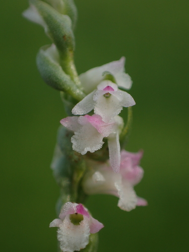 Spiranthes sinensis (Ladies’ tresses) — photo