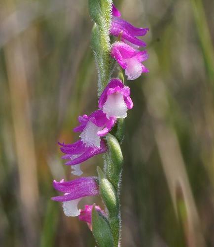 Spiranthes sinensis (Ladies’ tresses) — photo