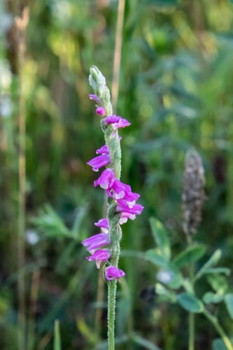 Spiranthes sinensis