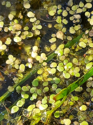 Spirodela polyrhiza (Great duckweed) — photo