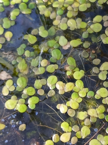 Spirodela polyrhiza (Great duckweed) — photo