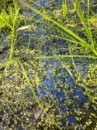 Spirodela polyrhiza