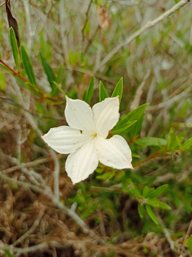 Spirolobium cambodianum — photo