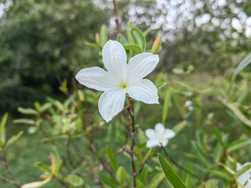 Spirolobium cambodianum — photo