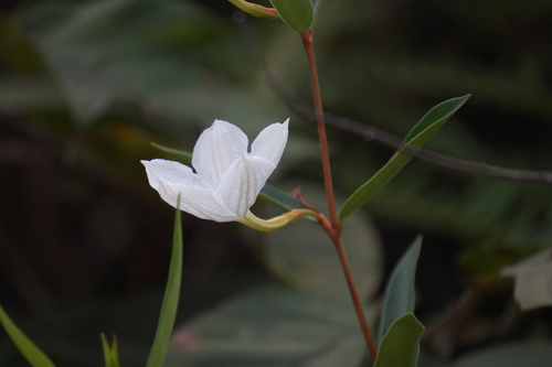 Spirolobium cambodianum