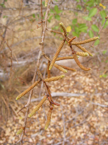 Spirostachys africana (African mahogany tree) — photo