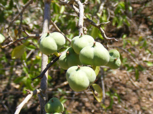 Spirostachys africana (African mahogany tree) — photo