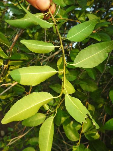 Spirostachys africana
