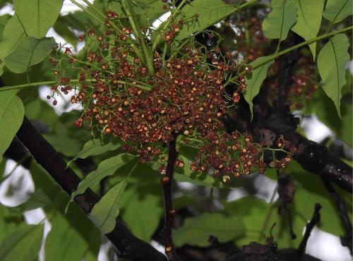 Spondias axillaris (Hog plum) — photo