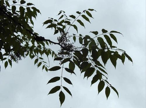 Spondias axillaris (Hog plum) — photo