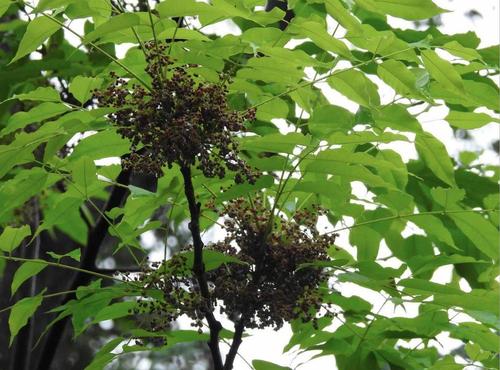Spondias axillaris
