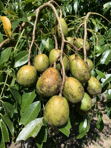 Spondias dulcis (Golden apple) — photo