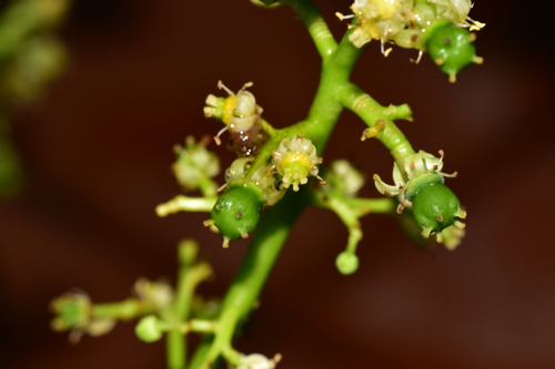 Spondias dulcis (Golden apple) — photo