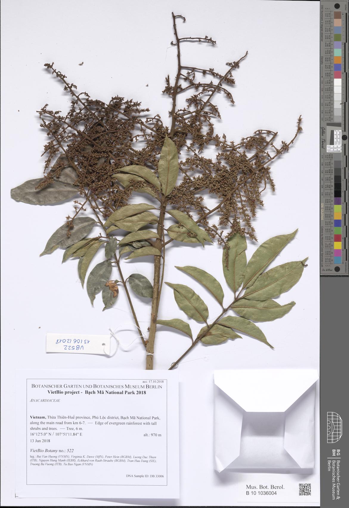 Spondias lakonensis (False soap-berry) — photo