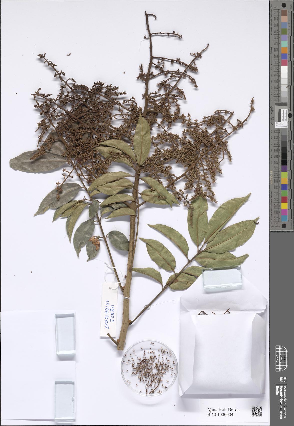 Spondias lakonensis (False soap-berry) — photo