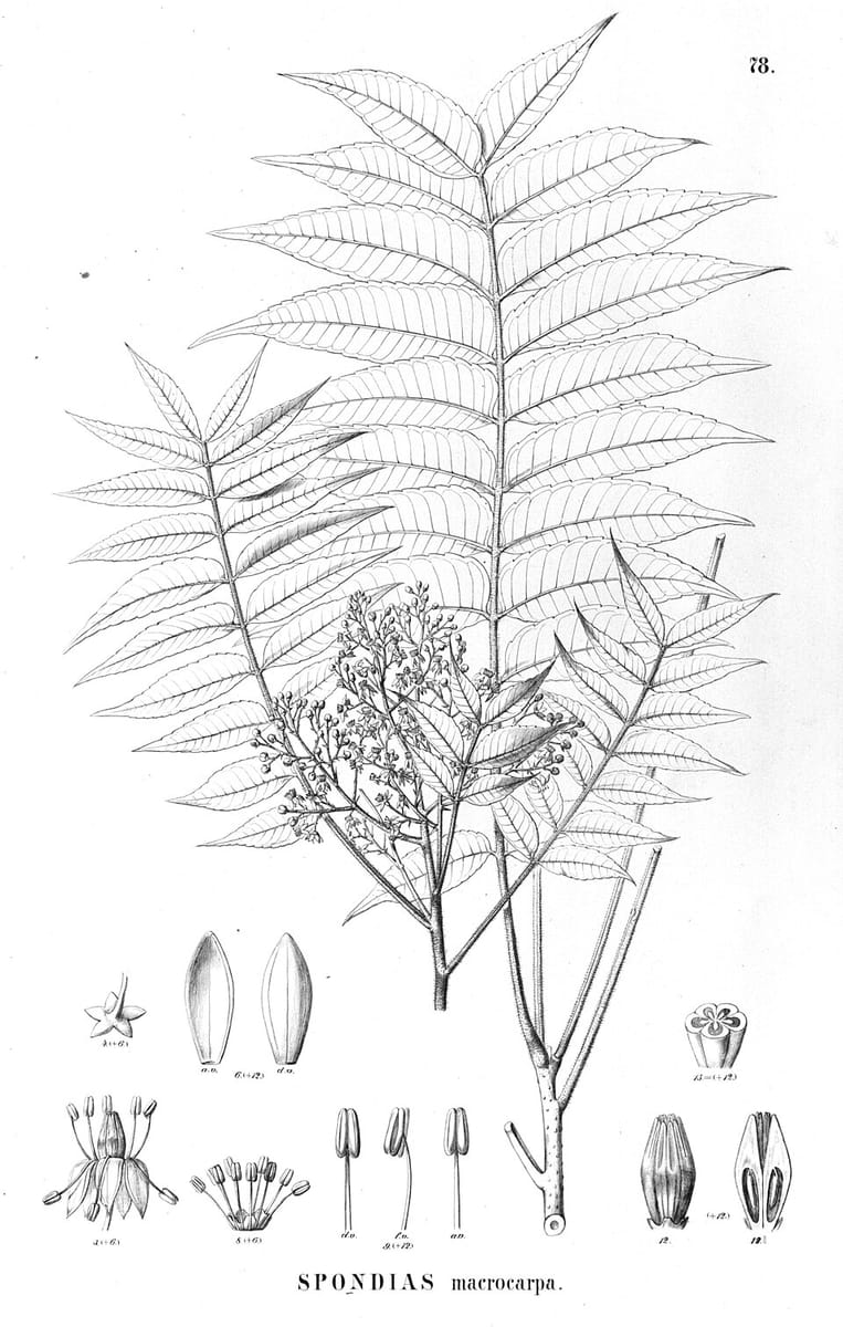 Spondias macrocarpa (Caja-rendondo) — photo