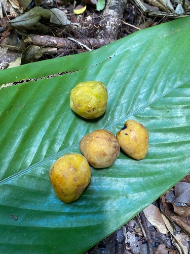 Spondias macrocarpa