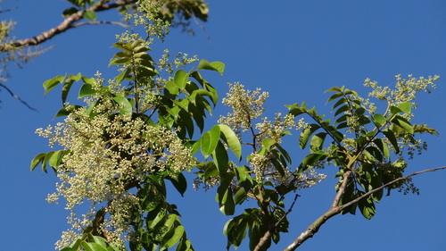 Spondias mombin (Mombin) — photo