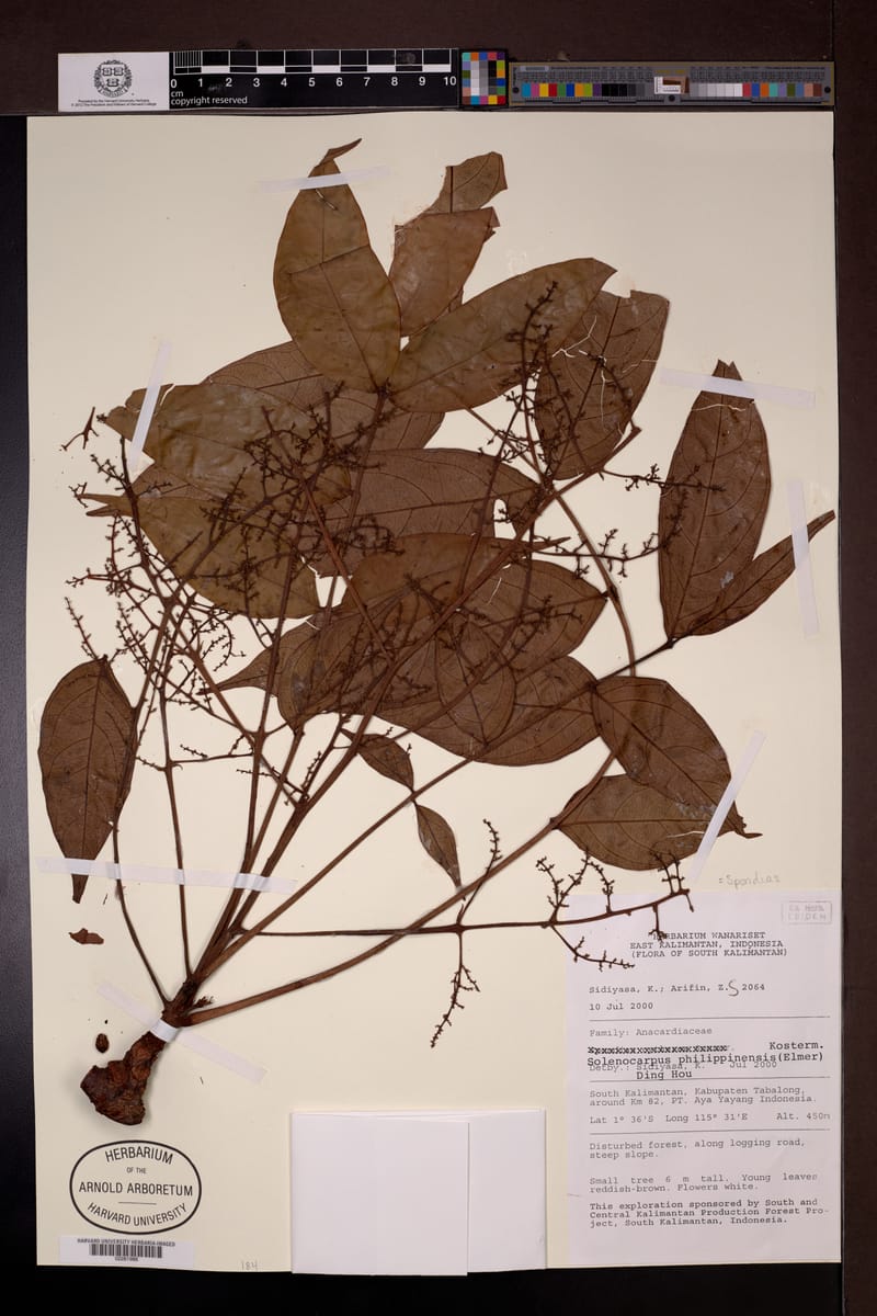 Spondias philippinensis (Basisihan) — photo