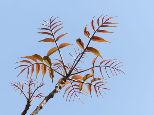Spondias pinnata (Malayan mombin) — photo