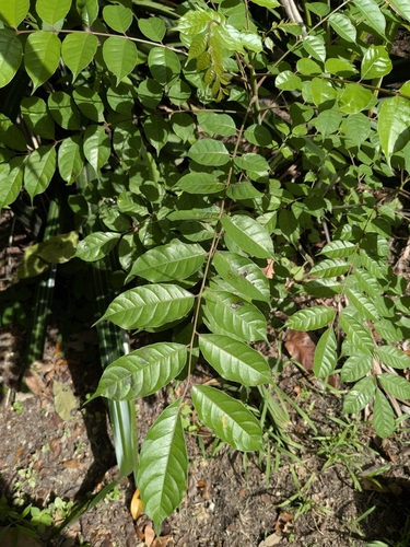 Spondias radlkoferi (Radlkofer mombin) — photo