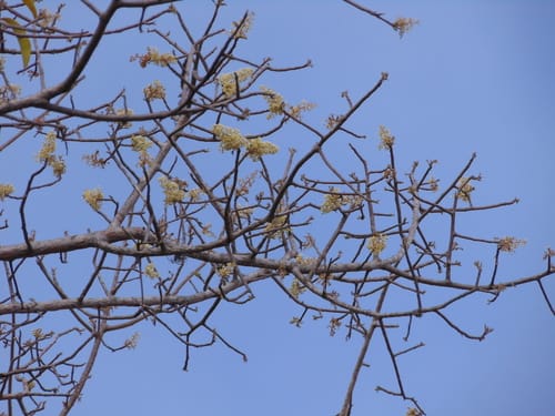 Spondias tuberosa