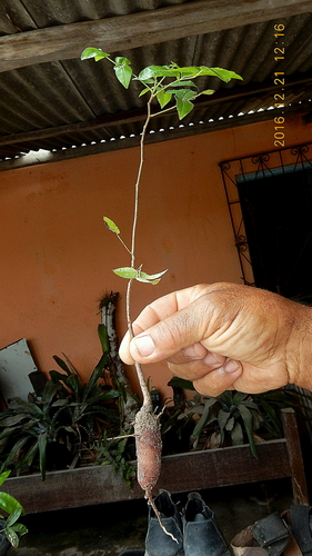 Spondias tuberosa x Spondias mombin (Umbu-Caja) — photo