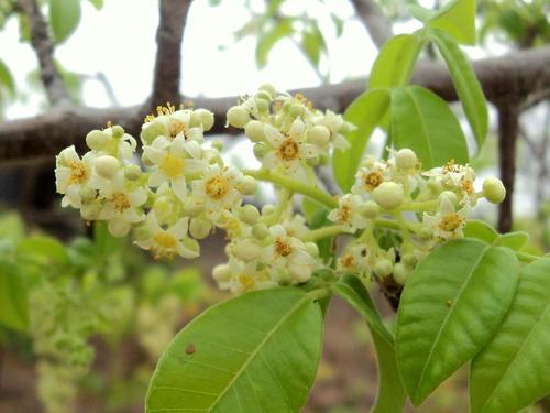 Spondias tuberosa x Spondias mombin (Umbu-Caja) — photo