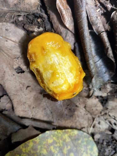 Spondias venulosa (Hog-plum) — photo