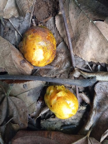 Spondias venulosa (Hog-plum) — photo