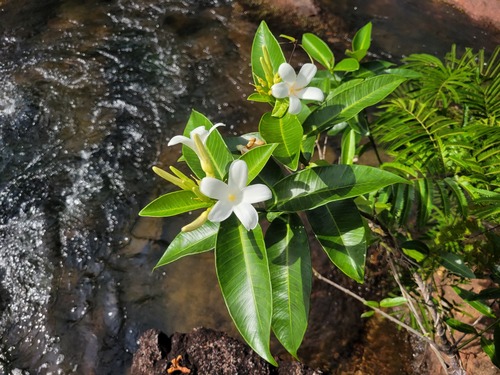 Spongiosperma grandiflorum
