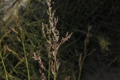 Sporisorium cruentum