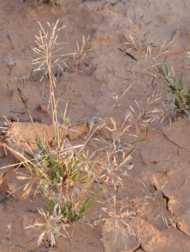 Sporobolus actinocladus (Rat-tail grass) — photo