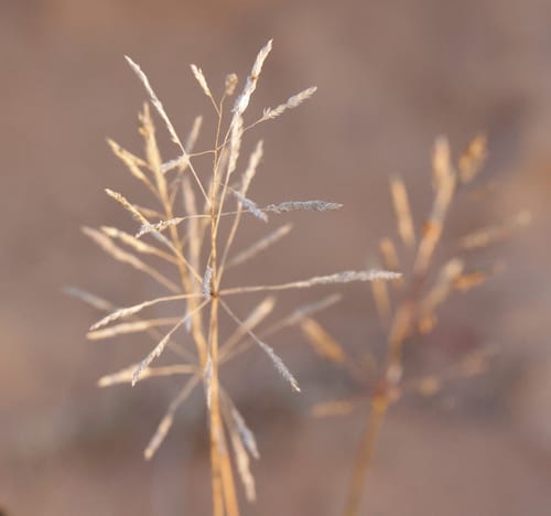 Sporobolus actinocladus (Rat-tail grass) — photo