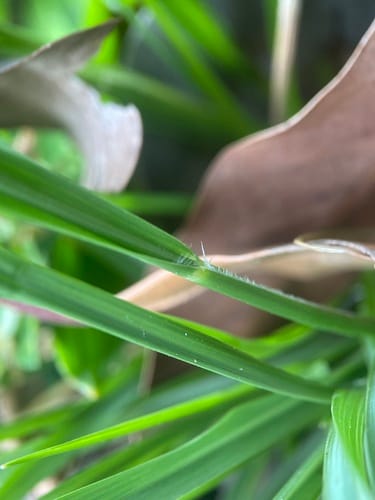 Sporobolus africanus (Rat's tail grass) — photo