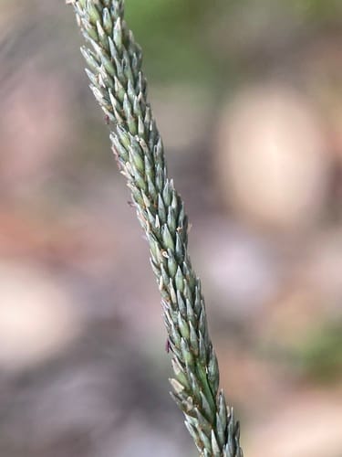 Sporobolus africanus (Rat's tail grass) — photo