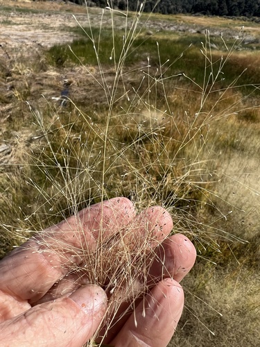 Sporobolus asperifolius (Alkali Muhly) — photo