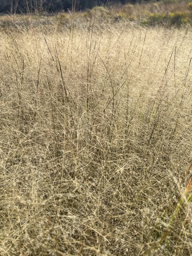 Sporobolus asperifolius (Alkali Muhly) — photo